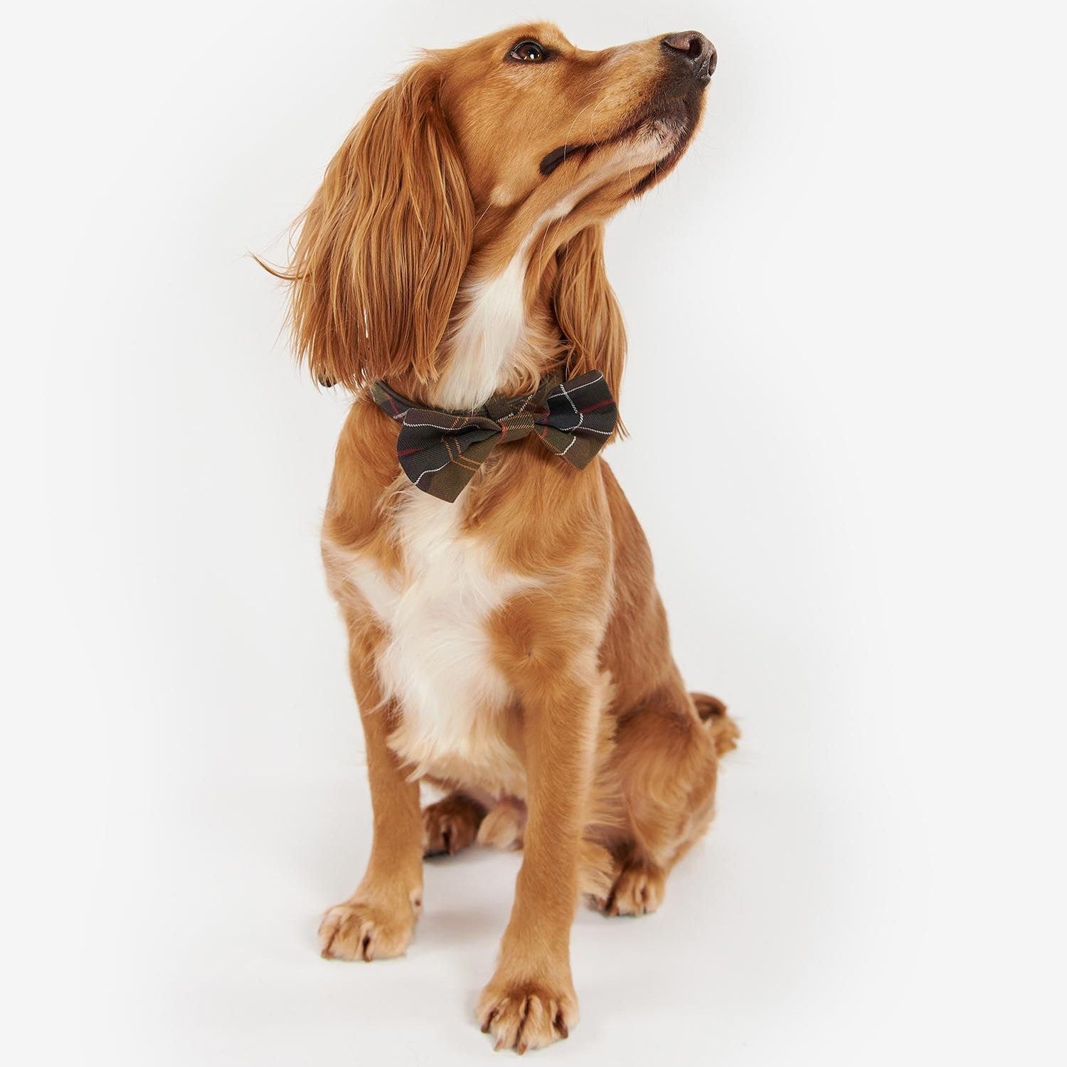 Dog Tartan Bow Tie