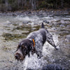 Shop Filson For Dogs